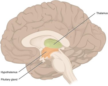 Sagittal section of the brain showing the thalamus, hypothalamus, and pituitary gland