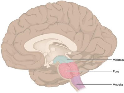 Sagittal section of the brain showing the brain stem: midbrain, pons, and medulla