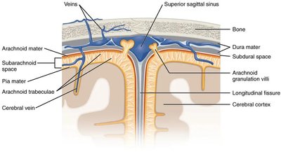 Cross-section of the meninges and associated spaces