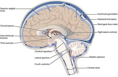 Diagram of CSF circulation through the brain's ventricles and subarachnoid space
