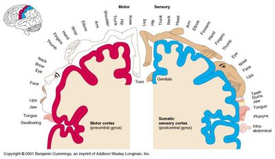 Diagram of the motor and sensory homunculus on the precentral and postcentral gyri