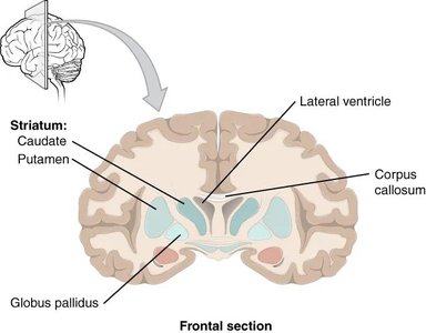 Frontal section of the brain showing the basal nuclei (striatum, globus pallidus)