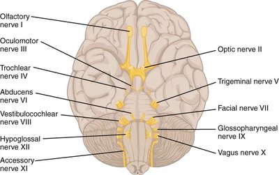 Ventral view of the brain showing the origins of the cranial nerves