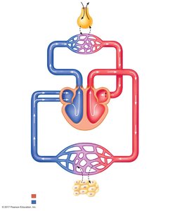 Diagram of systemic and pulmonary circulation