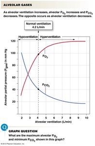 Graph of alveolar PO2 and PCO2 versus ventilation