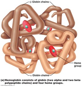 Structure of hemoglobin with heme groups