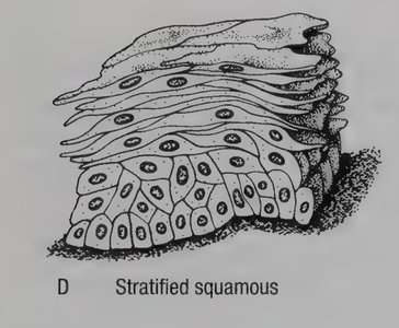 Stratified squamous epithelium diagram