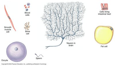 Diversity of eukaryotic cells in the human body