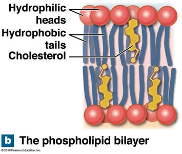 The phospholipid bilayer structure