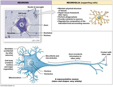 Structure and function of neurons and neuroglia