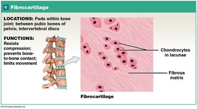 Fibrocartilage structure and function