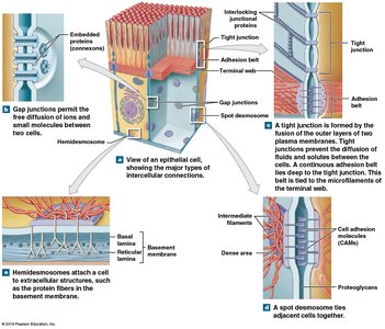 Types of intercellular connections in epithelial tissue
