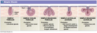 Types of simple glands in epithelial tissue