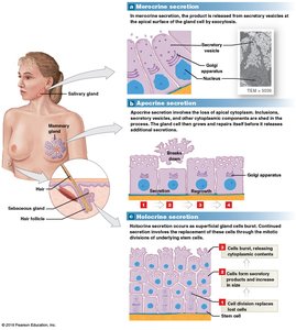 Modes of glandular secretion: merocrine, apocrine, holocrine