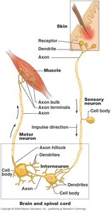 Diagram of sensory and motor neuron pathways