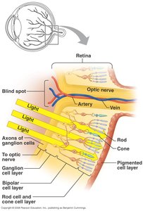 Structure of the retina and photoreceptors