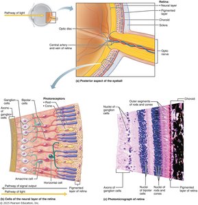 Retina converts light into action potentials