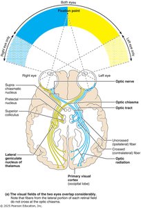 Visual pathway and optic chiasm diagram