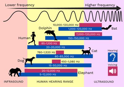 Hearing range and frequency comparison