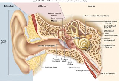 Anatomy of the ear