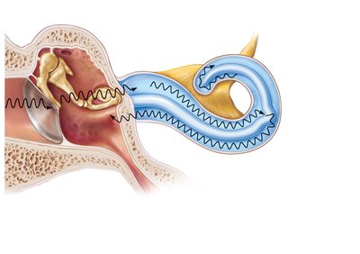 Route of sound waves through the ear