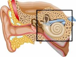 Sound transduction in cochlear hair cells