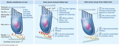 Sound transduction in cochlear hair cells