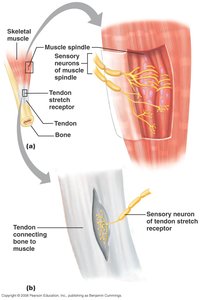 Muscle spindle and tendon stretch receptor diagram