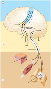 Diagram of neural integration levels in sensory systems