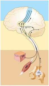 Diagram of neural integration levels in sensory systems