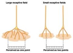 Comparison of large and small receptive fields