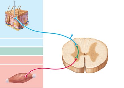 Reflex arc diagram