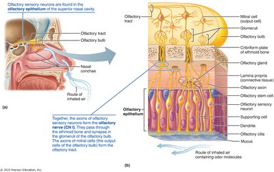 Olfactory epithelium and pathway diagram