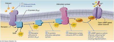 Odorant binding and signal transduction diagram