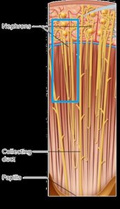 Diagram showing nephron location and structure in cortex and medulla
