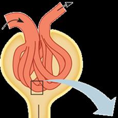 Diagram showing glomerular filtration pressures