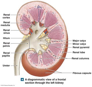 Diagrammatic view of a frontal section through the left kidney