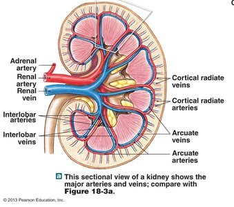 Sectional view of a kidney showing major arteries and veins