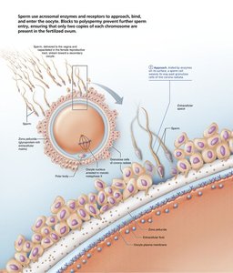 Sperm approaching and binding to oocyte