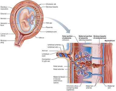 Placental structure and function, including hormone production