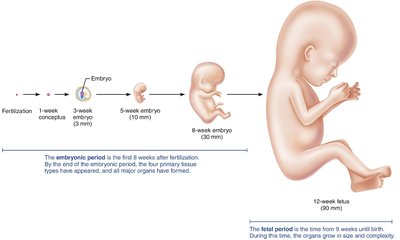 Timeline of embryonic and fetal development