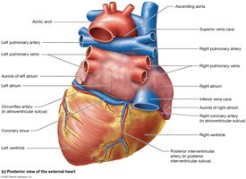 External anatomy of the heart, posterior view