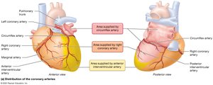 Distribution of the coronary arteries