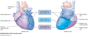 Distribution of the coronary veins
