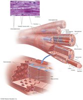 Cardiac muscle cells