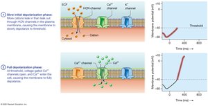 Pacemaker cell action potential