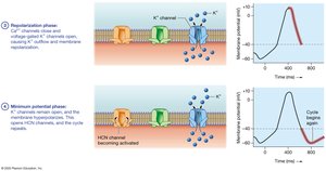 Pacemaker cell action potential phases