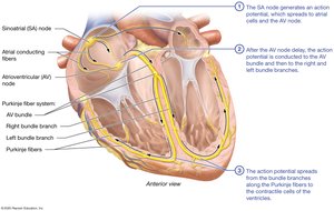 Cardiac conduction system