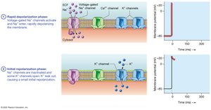Contractile cell action potential