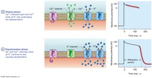 Contractile cell action potential phases